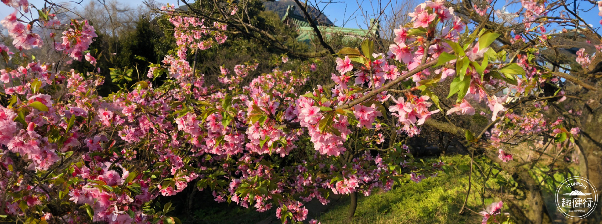 探索台北~陽明山花季系列~天母古道、紗帽山步道、竹子湖花海
