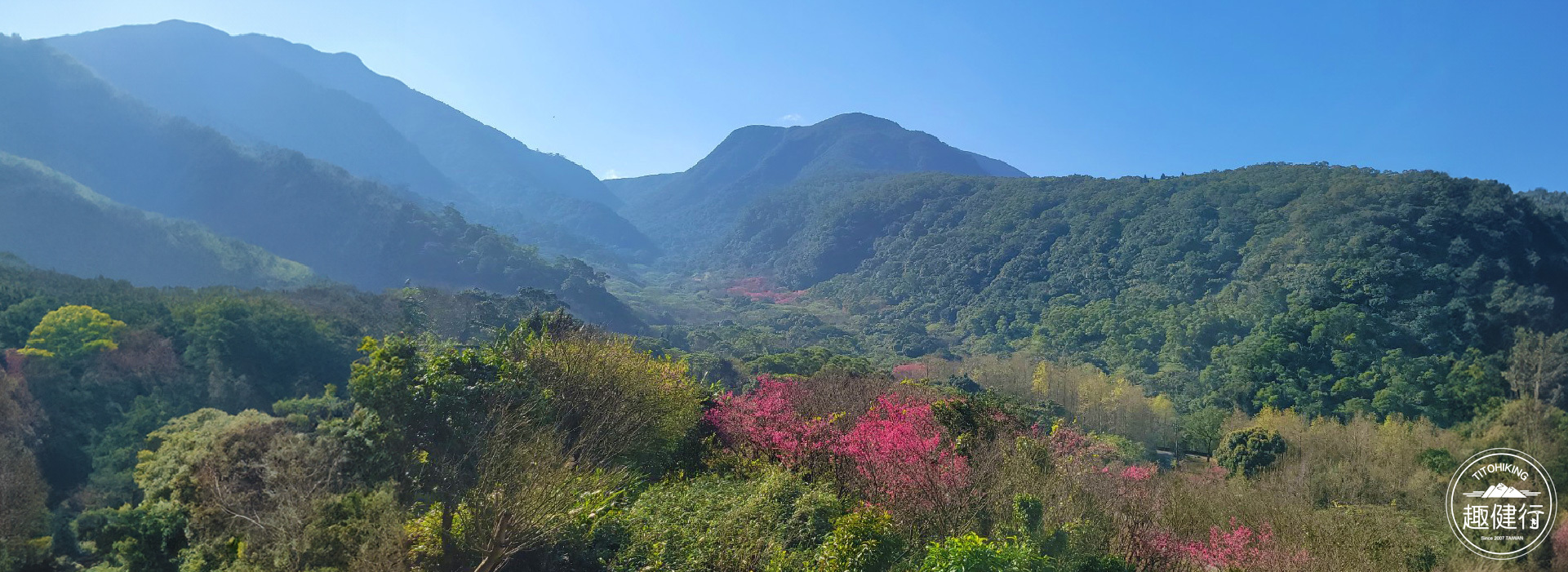 探索台北~陽明山花季系列~台北抹茶山、小觀音大O、竹子湖賞花
