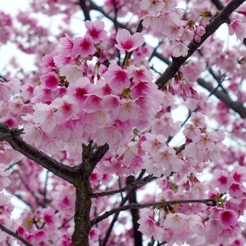 台灣登山健行-狗殷勤古道